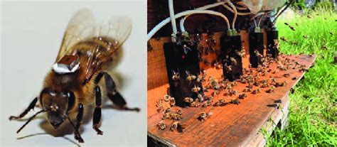 rfid chips on bees|RFID Technology Serving Honey Bee R.